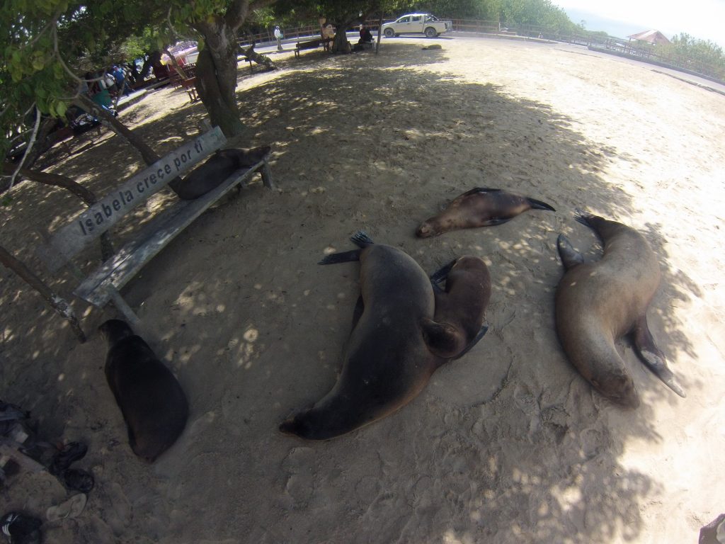 DCIM105GOPRO