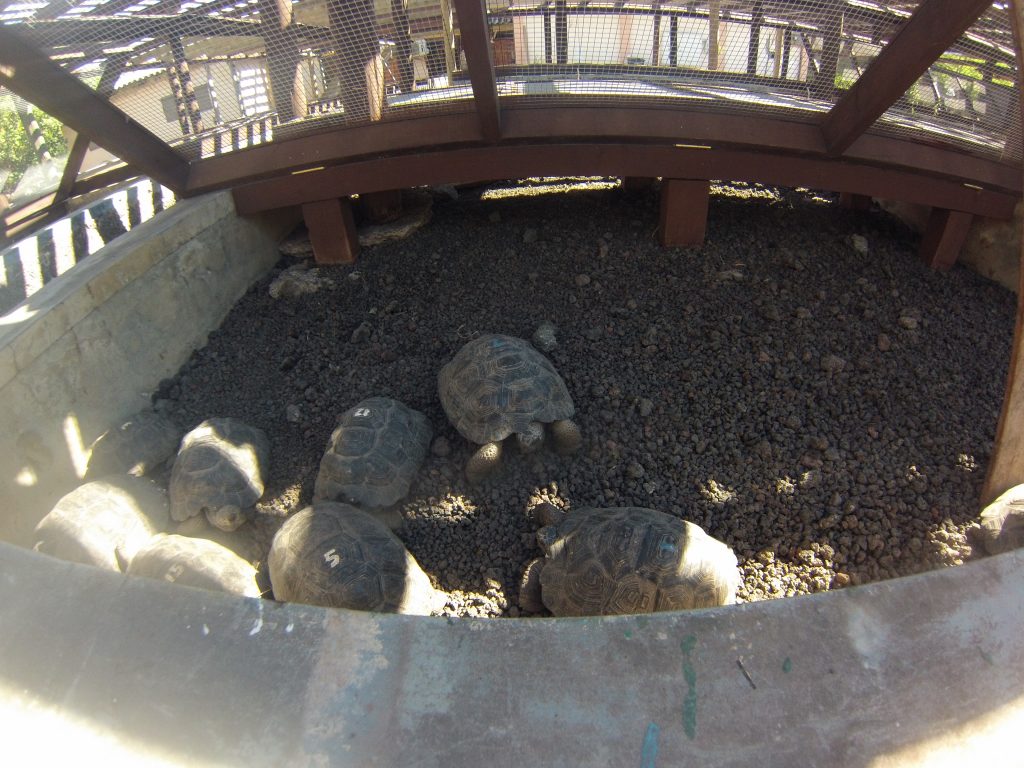 DCIM105GOPRO